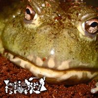 Phyllomedusa - Untitled Frog Worship