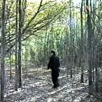 LAMIANAGA - HOES IN THE FOREST