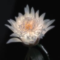 Telenova - Time Is A Flower (Deluxe)