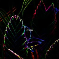 jayqlt - CYANEA