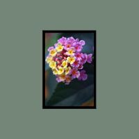 Echo Tail - Beauty in Denial