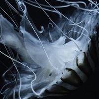 The Horrors - Lotus Eater