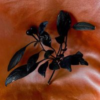 This Cold Night - Black Cherry
