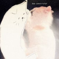 djuno - Boa Constrictor