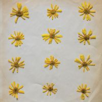 The Molochs - Flowers in the Spring