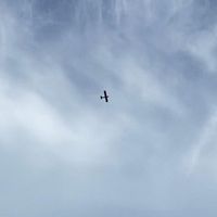Avi&rsquo;s Little Ocean - she died flying air canada