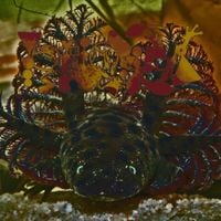 Phyllomedusa - Mane Made of Gill