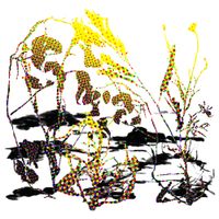 Fuera - SONEGA SONELA