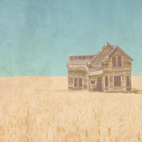 shiru - FARMLAND