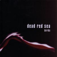 Dead Red Sea - Birds