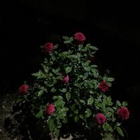 SUI UZI - Forever