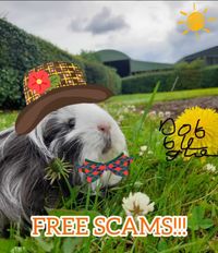 Dobblegue - free scams