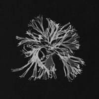 Acasia - The Light Has Gone Out