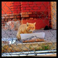Vulgar Effect - Cat