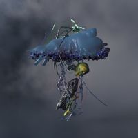 bod [包家巷] - Limpid Fear [清澈恐惧]