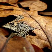 Agalloch - Where Shade Once Was