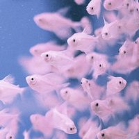 Oceanwall - Shoaling & Schooling - The More The Better