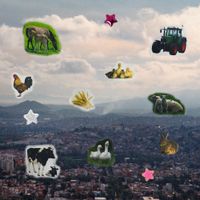 Cacomixtle - Flora y Fauna del Estado de M&eacute;xico