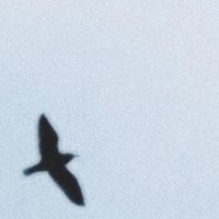 Vaygrnt - Sailsongs