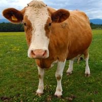 Brennan Jones - Cash Cow