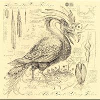 Sarah Belle Reid - Accidental Ornithology