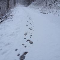 K.Shiraki - Frost Walk