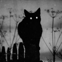 nappy 01' - black cat