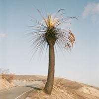 Big Thief - Passional Relations