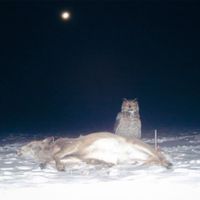 friendly to crows - blanket of stars