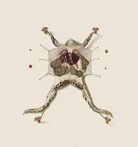 Phyllomedusa - Over the Corpse of a Study