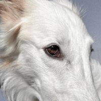 DOGGIE - Tame a Hound