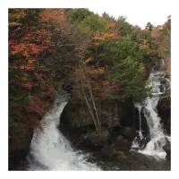 Arboreal - Contemplation