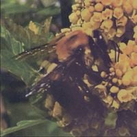 BRONCHO - Natural Pleasure