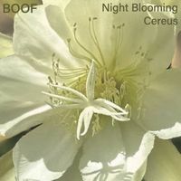 Boof - Night Blooming Cereus