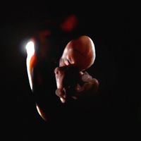 Prison Religion - Resonance in Exoplanetary Hybridization