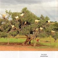 Alexander Moss - Goat Culture