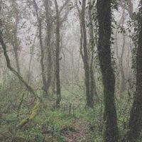 Orbe - El Bosque De La Niebla