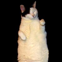 Steve Ibsen - The Kitty Cat Dance