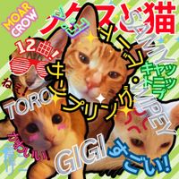 MoarCrow - MAX N' CATS