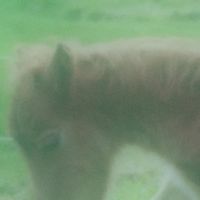 소실 [Sosil] - 몽상은나의조랑말 [Reverie is My Pony]