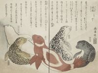 pinniped - shirohada