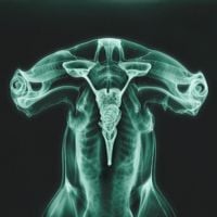 Eartheater - Shark Brain / Dolphin