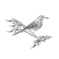 High Camp Factor - Birdsongs of the Greater Georgia Region