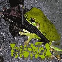 Phyllomedusa - Mammalistically Inebriated