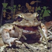 Phyllomedusa - There Are 21 Chicken Frogs Left In This World