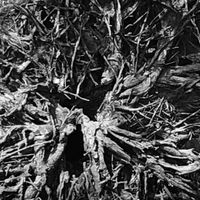 Imminent Ferality - Eutierria