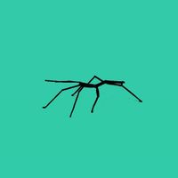 mindroot - stickbug