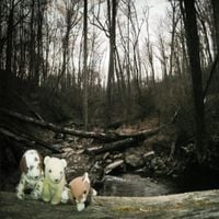 Gonerville - SHAVASANA