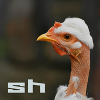 Leaper Tech - shorn hen