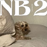 No Buses - NB2
